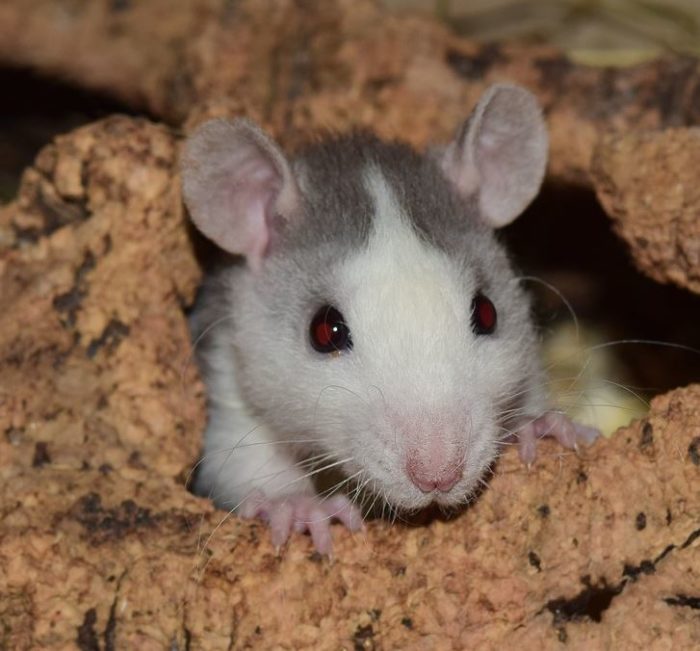 Desratización en Córdoba