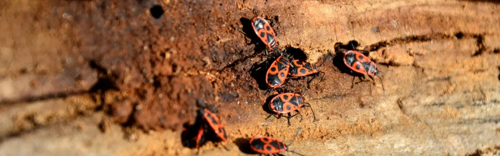 Plagas de Insectos Córdoba